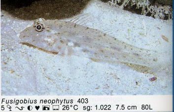 Fusigobius neophytus